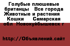 Голубые плюшевые британцы - Все города Животные и растения » Кошки   . Самарская обл.,Новокуйбышевск г.